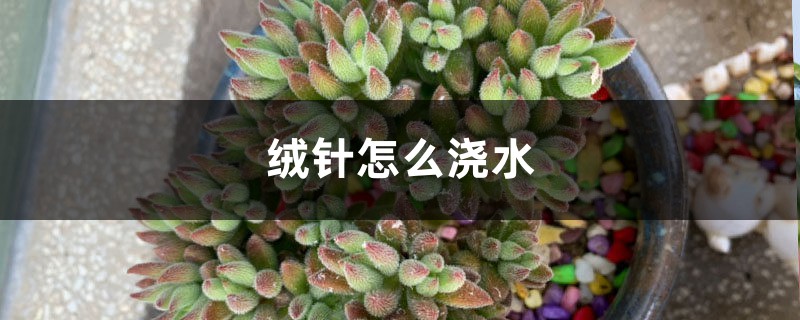 绒针怎么浇水