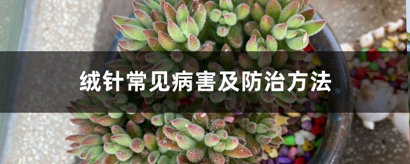 绒针常见病害及防治方法