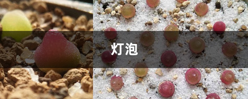 教你把废弃灯泡秒变创意小花盆,快来看