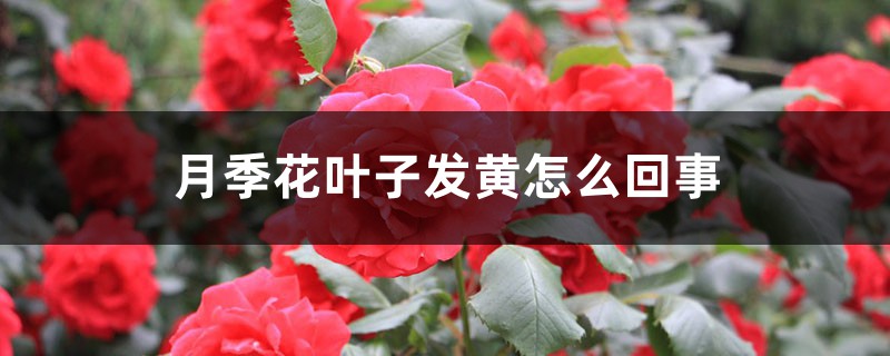 月季花叶子发黄怎么回事