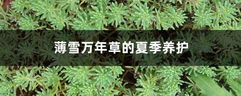 薄雪万年草的夏季养护