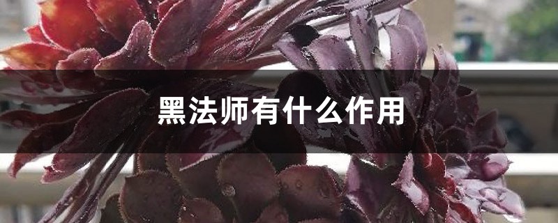 黑法师有什么作用