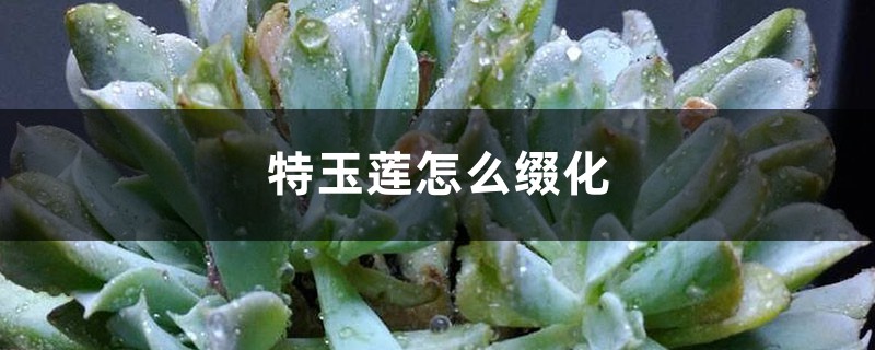 特玉莲怎么缀化