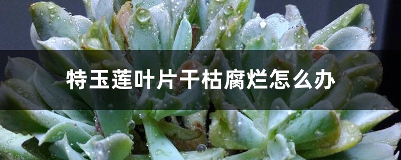 特玉莲叶片干枯腐烂怎么办