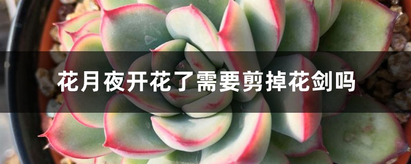 花月夜开花了需要剪掉花剑吗