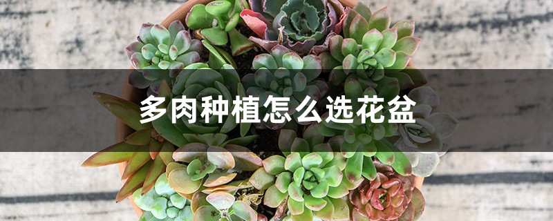 多肉种植怎么选花盆