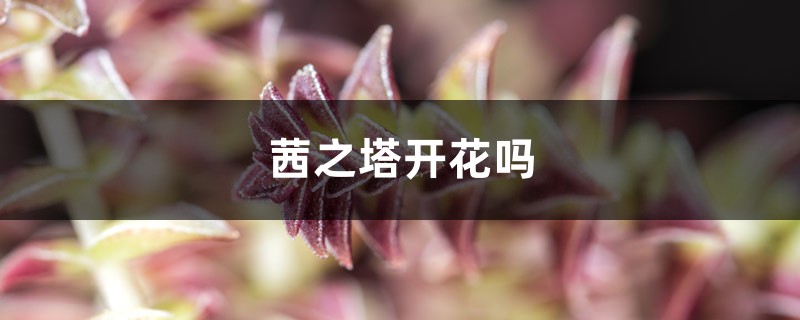 茜之塔开花吗