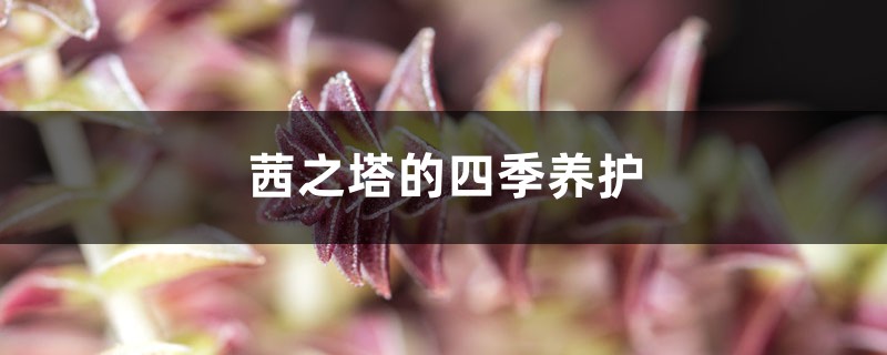 茜之塔的四季养护