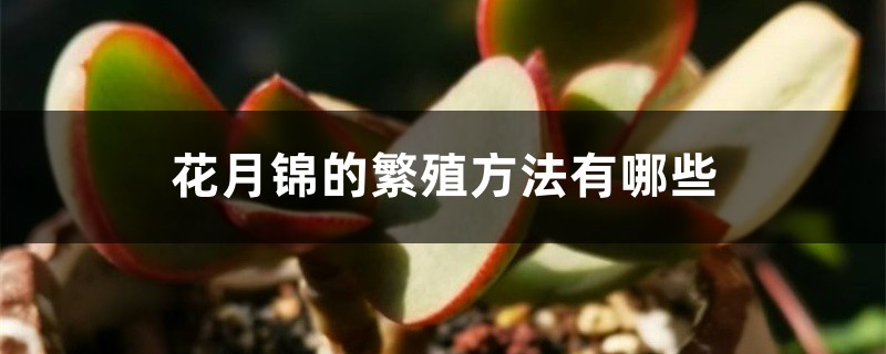 花月锦的繁殖方法有哪些