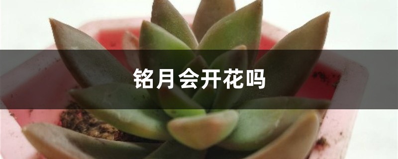 铭月会开花吗