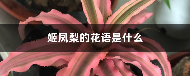 姬凤梨的花语是什么