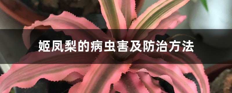 姬凤梨的病虫害及防治方法