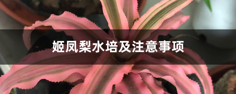 姬凤梨水培及注意事项