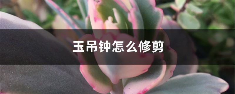 玉吊钟怎么修剪