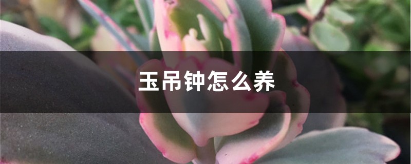 玉吊钟怎么养