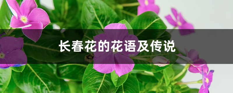 长春花的花语及传说