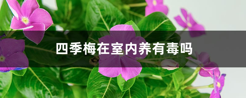 长春花（四季梅）有毒吗