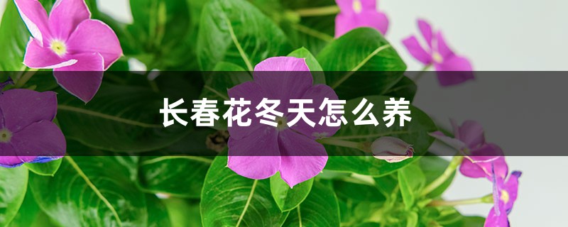 长春花冬天怎么养