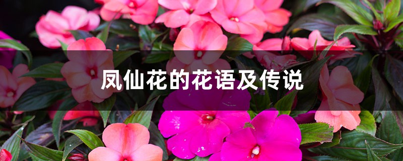 凤仙花的花语及传说