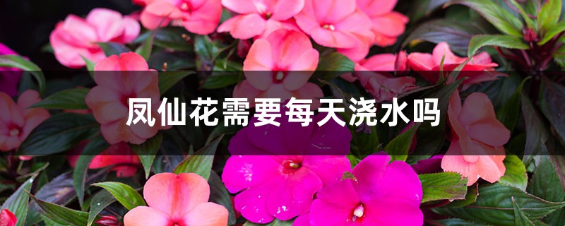 凤仙花需要每天浇水吗