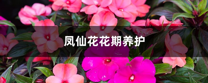 凤仙花花期养护