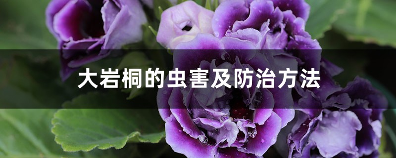 大岩桐的虫害及防治方法