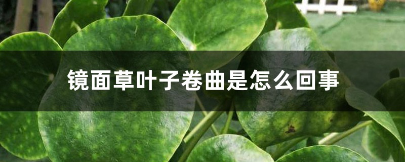 镜面草叶子卷曲是怎么回事