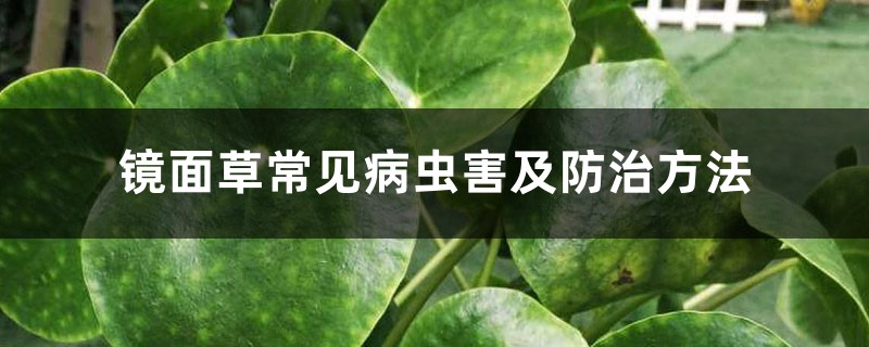 镜面草常见病虫害及防治方法