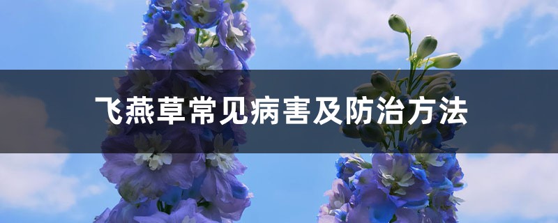 飞燕草常见病害及防治方法