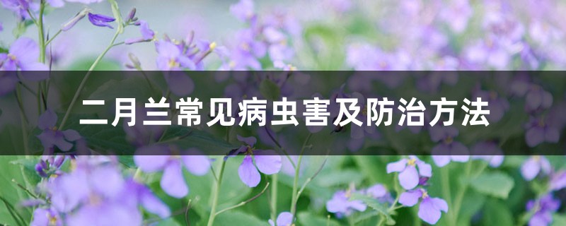 二月兰常见病虫害及防治方法