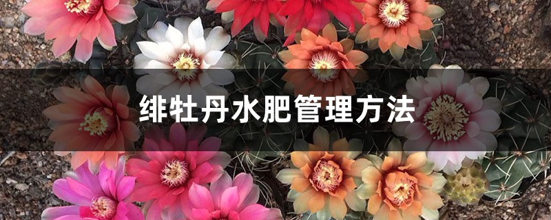 绯牡丹水肥管理方法