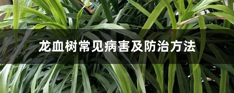 龙血树常见病害及防治方法