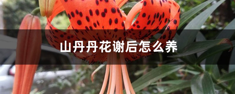 山丹丹花谢后怎么养