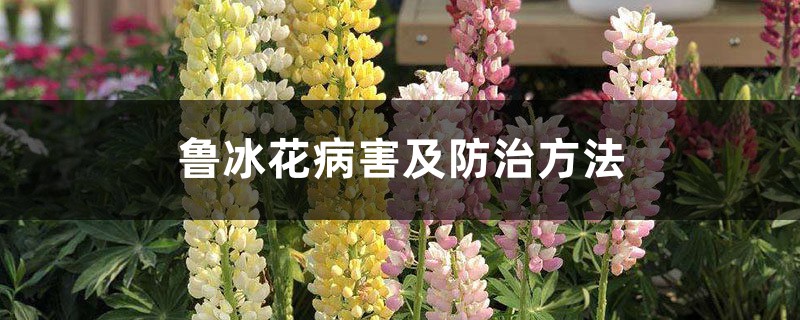 鲁冰花病害及防治方法