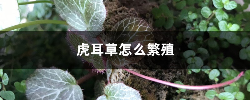 虎耳草怎么繁殖