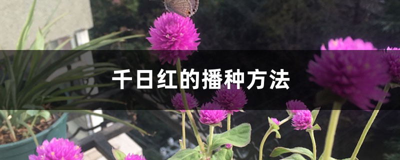 千日红的播种方法