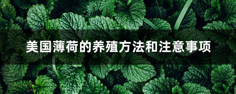 美国薄荷的养殖方法和注意事项