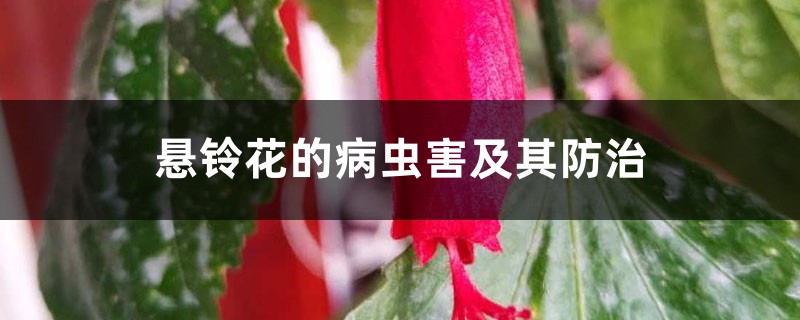 悬铃花的病虫害及其防治