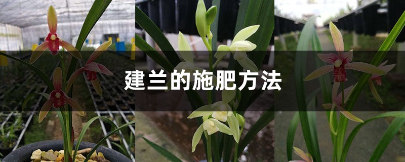 建兰的施肥方法