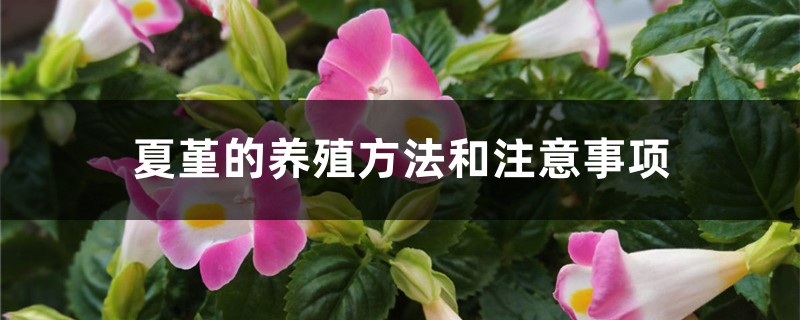 夏堇的养殖方法和注意事项