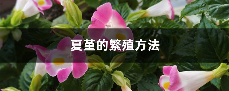 夏堇的繁殖方法