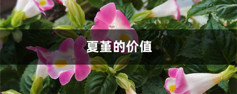 夏堇的价值