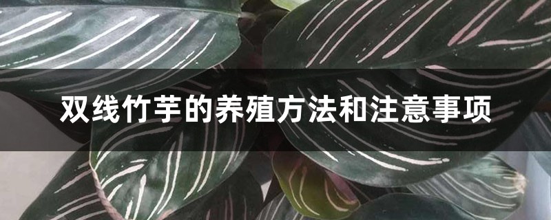 双线竹芋的养殖方法和注意事项