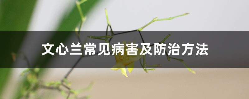 文心兰常见病害及防治方法