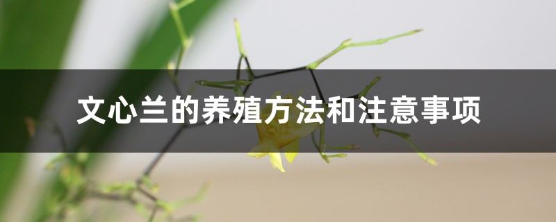 文心兰的养殖方法和注意事项