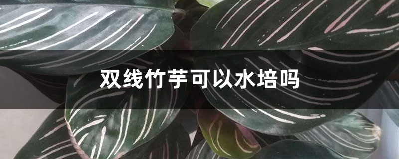 双线竹芋可以水培吗