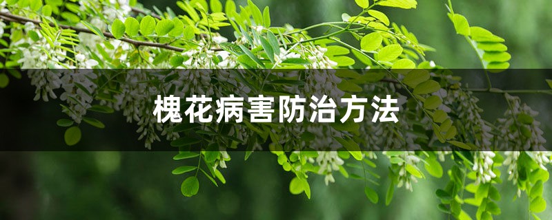 槐花病害防治方法