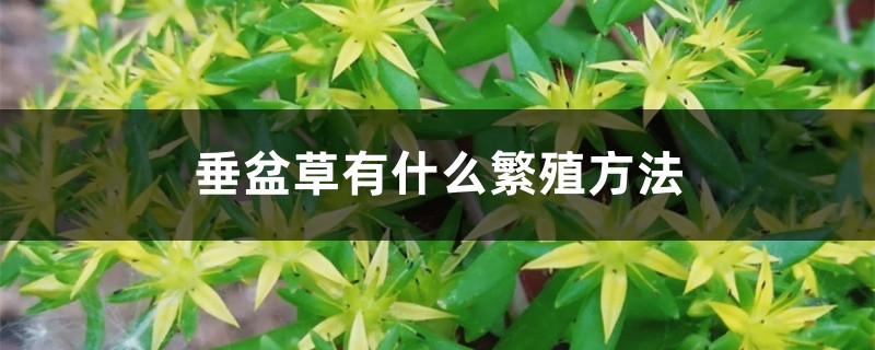 垂盆草有什么繁殖方法