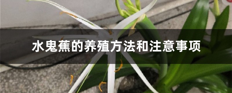 水鬼蕉的养殖方法和注意事项