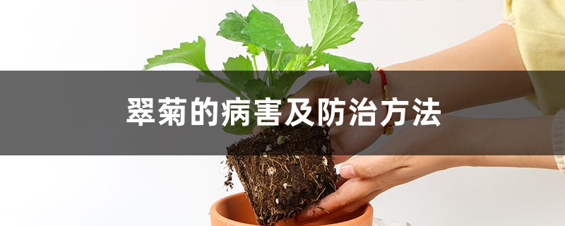 翠菊的病害及防治方法